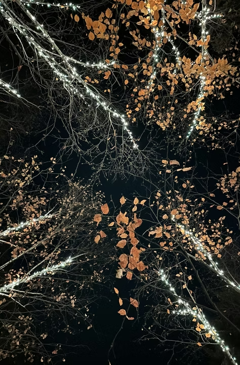 Tree branches lit with string lights at night
