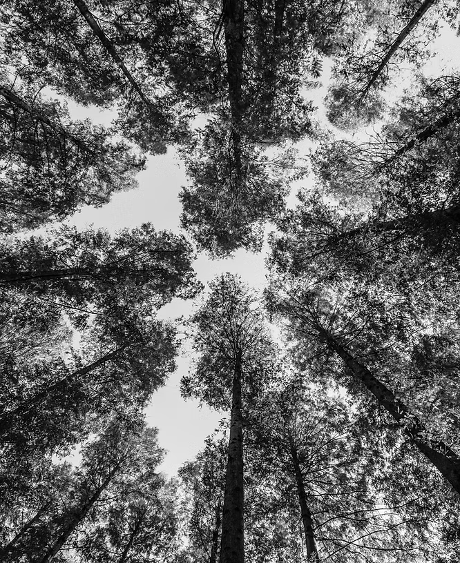Forest canopy seen from below